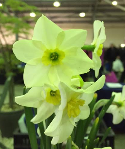 Narcissus jonquilla 'Lieke'